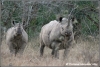 zwarte neushoorn moeder en kalf / black rhino motherandcalf (Copyright Yvonne van der Mey)