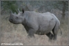 zwarte neushoorn rennend / black rhino running (Copyright Yvonne van der Mey)