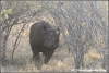 zwarte neushoorn valt aan / blackrhino attacking (Copyright Yvonne van der Mey)