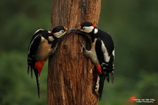 2-Grote-Bonte-Spechten-snavelen-copyright-YvonnevanderMey