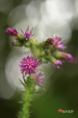 Distel-met-lichtcirkels-copyright-YvonnevanderMey