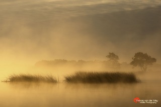 Eerste-licht-met-mist-in-Wieden-copyright-YvonnevanderMeyb