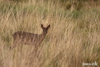 Foto-4-Zwarte-reebok-copyright-YvonnevanderMey