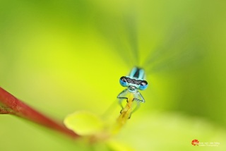 Juffer-Waterjuffer-in-het-groen-copyright-Yvonnevander-Mey