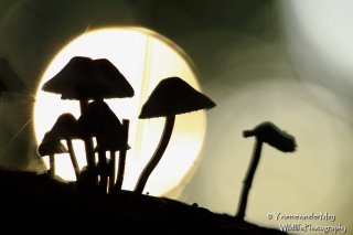 Spookey-paddenstoelen-copyright-zonder-YvonnevanderMey