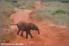 baby olifant verdwaald / baby elephant lost (Copyright Yvonne van der Mey)