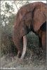 big tusker duke close (Copyright Yvonne van der Mey)