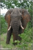 elephant bull posing / olifant bul poseert (Copyright Yvonne van der Mey)