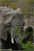 jonge olifant etend / young elephant eating (Copyright Yvonne van der Mey)