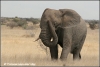 jonge olifant op de savanna / young elephant on the savannah (Copyright Yvonne van der Mey)