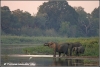 kudde drinkende olifanten / herd of elephants drinking (Copyright Yvonne van der Mey)