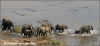 kudde olifanten rennend door water / herd of elephants running through water (Copyright Yvonne van der Mey)