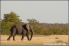 olifant op de savanne / elephant on the savannah (Copyright Yvonne van der Mey)