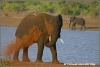 olifant blaast stof / elephant blows dust (Copyright Yvonne van der Mey)