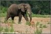 olifant en impalas / elephant and impalas (Copyright Yvonne van der Mey)