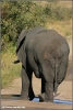 olifant op de weg / elephant on the road (Copyright Yvonne van der Mey)