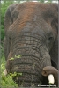 olifant stier close-up / elephant bull close-up (Copyright Yvonne van der Mey)