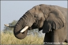 olifant drinkend / elephant drinking