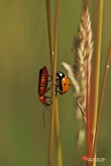 2-soorten-met-lieveheersbeestje-copyright-yvonnevandermey