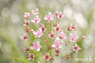 allemaal-lichtcirkels-met_-bloem-copyright-yvonnevandermey__zwanenbloem