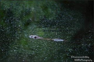 bever-zwemmend-copyright-yvonnevandermey