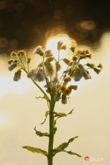 bloemen-bij-water-met-zon-erachter-copyright-yvonnevandermey