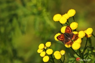 kleine-vuurvlinder-op-gele-bloemen-copyright-yvonnevandermey