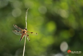 libel-met-gebroken-vleugel-copyright-yvonnevandermey