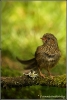 jonge-heggenmus-net-uit-bad-copyright-yvonnevandermey