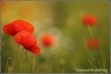 klaprozen-copyright-yvonnevandermey klaprozen-copyright-yvonnevandermey