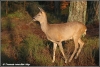 reegeit-in-avondlicht-roedeer-female-in-eveninglight-copyright-yvonnevandermey