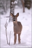 reegeit-in-de-sneeuw-roedeer-female-in-the-snow-copyright-yvonnevandermey