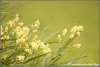 bloeiende-struik-copyright-yvonnevandermey bloeiende-struik-copyright-yvonnevandermey