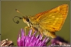 drinkende-vlinder-copyright-yvonnevandermey drinkende-vlinder-copyright-yvonnevandermey