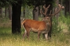 edelhert-in-bast-copyright-yvonnevandermey edelhert-in-bast-copyright-yvonnevandermey
