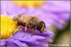 Bij met dauwdruppels / Bee with dewdrops (Copyright Yvonne van der Mey)