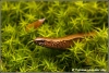 Hazelworm close up / Slow  worm close up (Copyright Yvonne van der Mey)