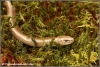 Hazelworm / Slow worm (Copyright Yvonne van der Mey)