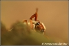 Hi insect / bug (Copyright Yvonne van der Mey)