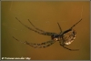 Kruisspin / Europeam garden spider (Copyright Yvonne van der Mey)