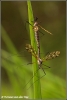 Langpootmug paring / Daddy longleg mating (Copyright Yvonne van der Mey)