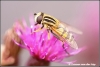 Prachtig insect / beautiful insect in macro (Copyright Yvonne van der Mey)