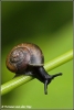Slakje met hoogtevrees / Snail with fear of height (Copyright Yvonne van der Mey)