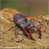 Vliegend hert mannetje / Stag beetle male (Copyright Yvonne van der Mey)