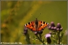 Kleine vos / Small tortoiseshell (Copyright Yvonne van der Mey)