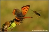 Kleine vuurvlinder met klieg / Small copper with fly (Copyright Yvonne van der Mey)