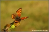 Kleine vuurvlinder / Small copper (Copyright Yvonne van der Mey)