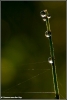 Dauwdruppels / drops of dew (copyright Yvonne van der Mey)