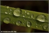 Grasspriet met waterdruppels / grass with drops of water (copyright Yvonne van der Mey)