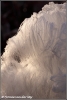Ijsbaard detail / icebeard close (copyright Yvonne van der Mey)